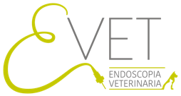 Endoscopia Veterinaria Roma